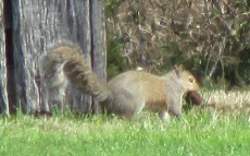 Squirrel toting a walnut he just dug up where he had it stored in the yard