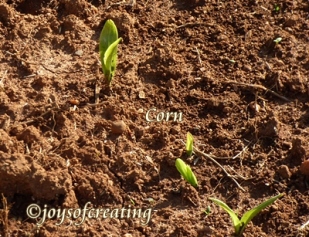 4-27-2020-corn