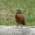 Wildbird Wednesday - Robin